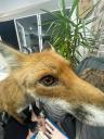 Discovery splash banner for Harold The Fox Discord server