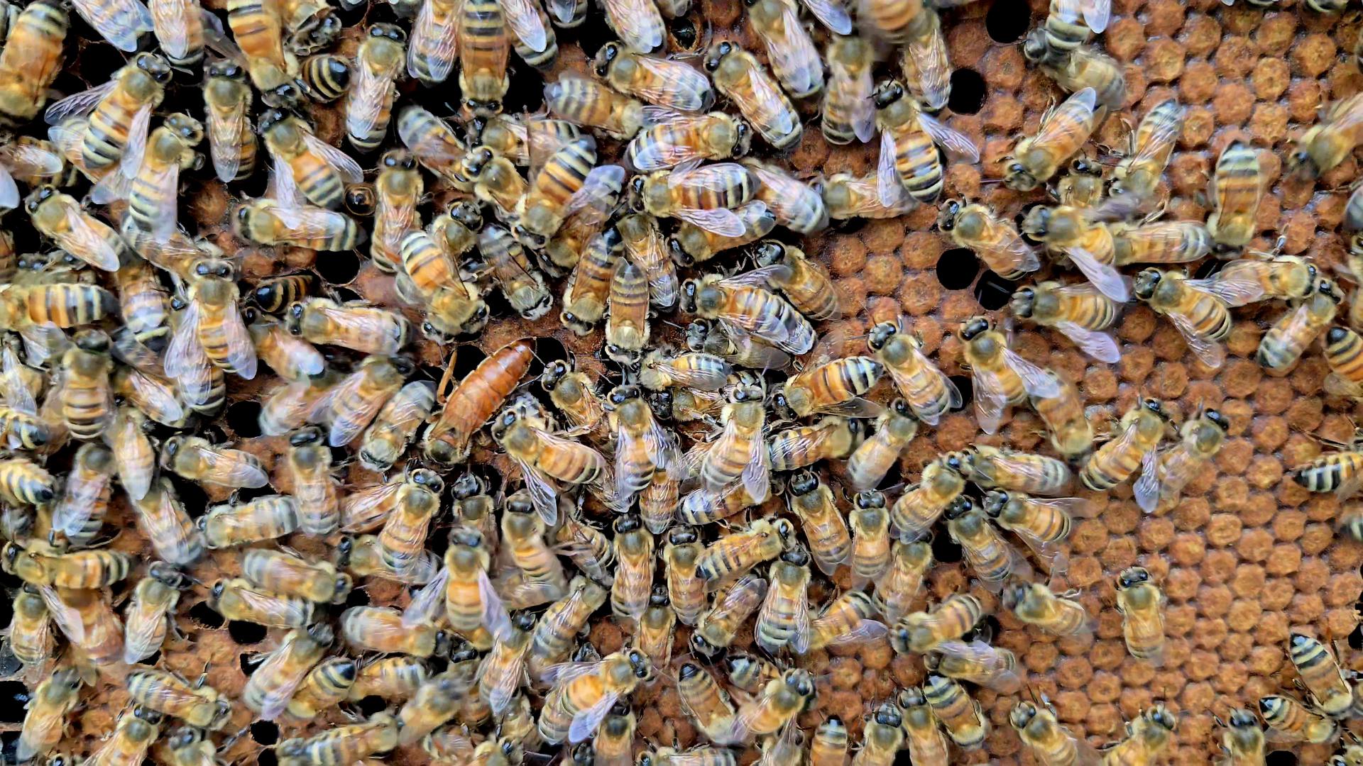 Discovery splash banner for Beekeeping & Gardening Discord server